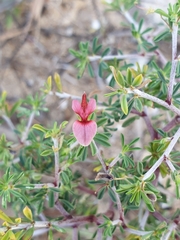 Indigofera aspalathoides