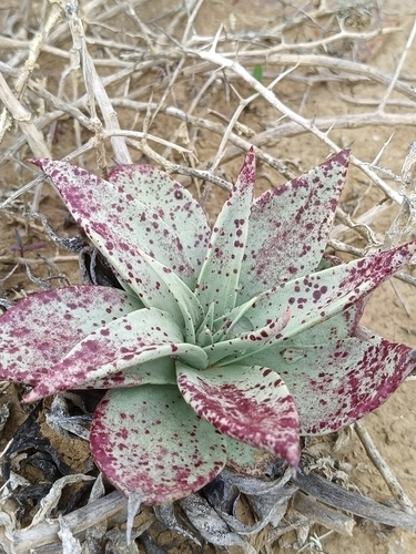 Dudleya acuminata