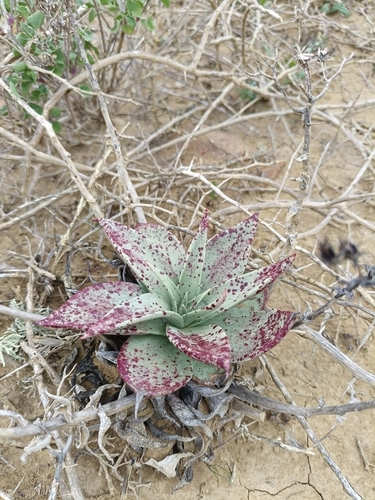 Dudleya acuminata