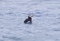 Fratercula corniculata