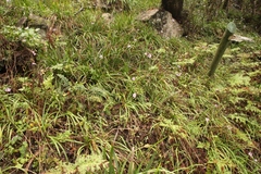 Tulbaghia maritima