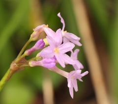 Tulbaghia maritima