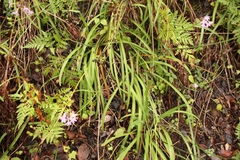 Tulbaghia maritima
