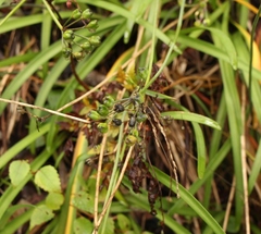 Tulbaghia maritima