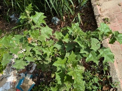 Le Solanum Stramoniifolium Est Un Arbuste Ornemental D'amérique Du Sud (Solanum stramoniifolium)