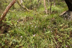 Tulbaghia maritima