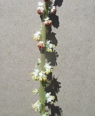 Reseda barrelieri