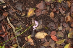Tulbaghia maritima