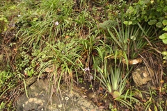 Tulbaghia maritima