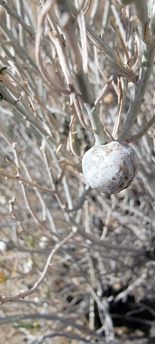 Unknown species found near Albuquerque, NM 87112, USA