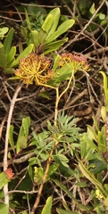 Notobubon laevigatum