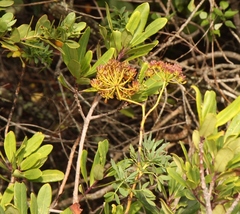Notobubon laevigatum