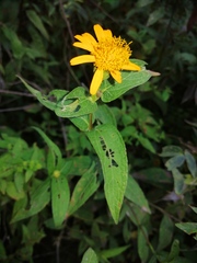 Lasianthaea macrocephala