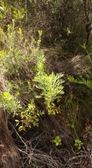 Notobubon laevigatum