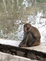 Macaca mulatta
