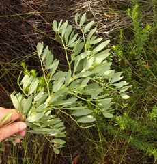 Notobubon laevigatum