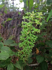 Habenaria luzmariana