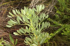 Notobubon laevigatum