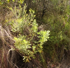Notobubon laevigatum