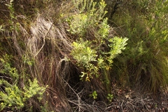 Notobubon laevigatum