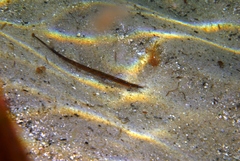 Pugnaso curtirostris