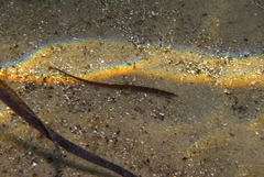 Pugnaso curtirostris