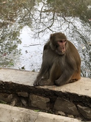 Macaca mulatta