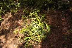 Gasteria acinacifolia