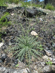Reseda barrelieri