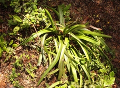 Gasteria acinacifolia