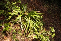 Gasteria acinacifolia