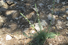 Reseda barrelieri