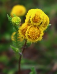 Cyathocline lutea