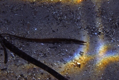 Pugnaso curtirostris