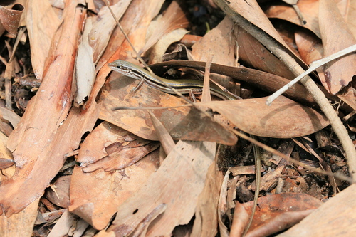 Lowlands Plain-backed Ctenotus