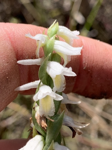 Panther Ladies' Tresses (Spiranthes triloba)