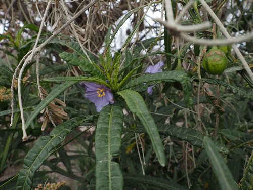 Solanum vescum, photograph 6