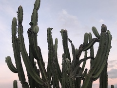 Cereeae