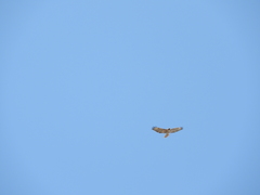 Buteo jamaicensis