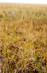 Carex rotundata