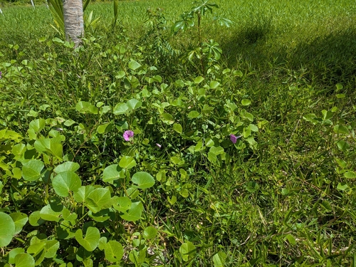 Ginger-Leaf Morning-Glory (Ipomoea asarifolia)