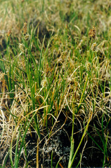Carex rotundata