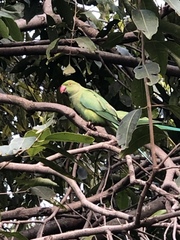 Psittacula krameri