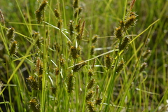 Carex rotundata