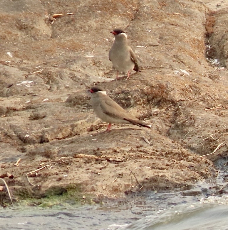 Rock Pratincole (Glareola nuchalis), photo 5