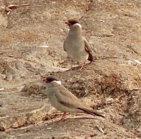 Rock Pratincole (Glareola nuchalis), photo 6