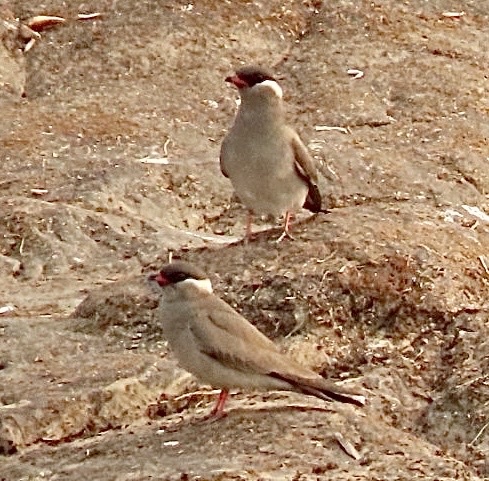 Rock Pratincole (Glareola nuchalis), photo 4
