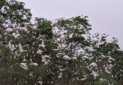 Bubulcus ibis