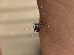 Stegomyia