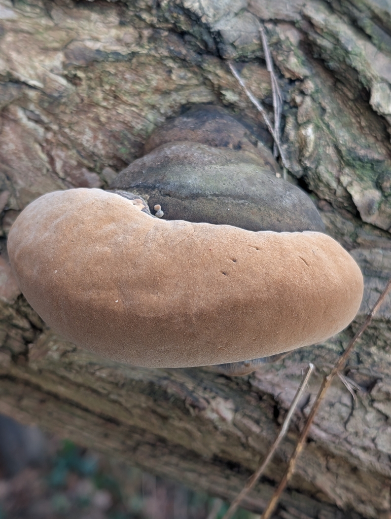 Phellinus igniarius · December 2025 · photo: © pilmar (iNaturalist, cc0)